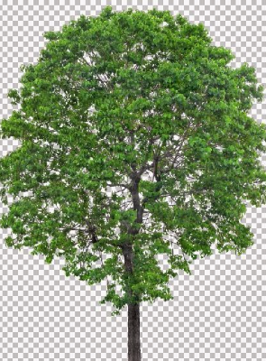 Thư viện cây đã tách nền Photoshop - Nếu bạn đang muốn thêm những hình ảnh cây cối vào bức tranh của mình, thì thư viện cây đã tách nền của Photoshop chắc chắn sẽ đáp ứng nhu cầu của bạn. Với phiên bản mới nhất, thư viện cây đã được cập nhật với những hình ảnh mới và chất lượng cao hơn. Hãy sử dụng công cụ mạnh mẽ này để tạo ra những bức tranh thật ấn tượng và sống động.