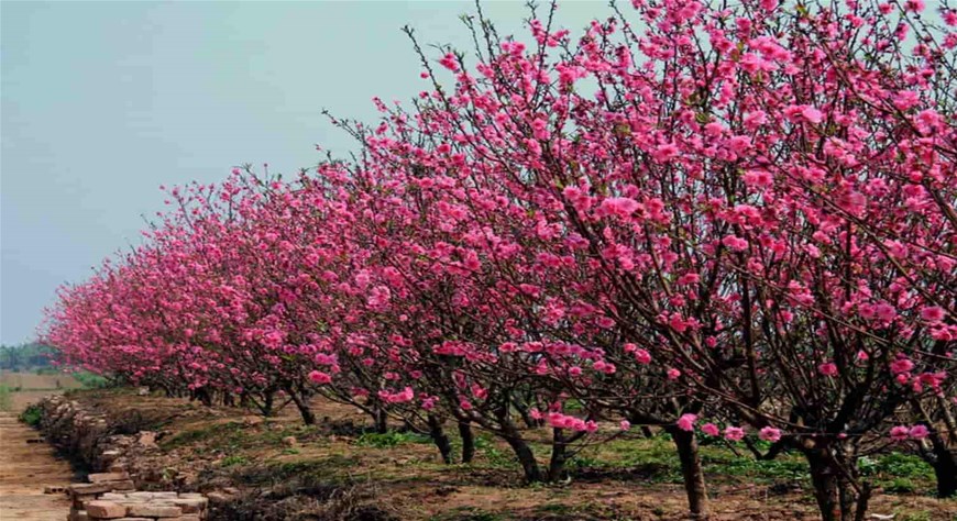 cây phong thủy, cây trồng tài lộc, cây trồng may mắn, cây trồng trước nhà, top 10 cây phong thủy